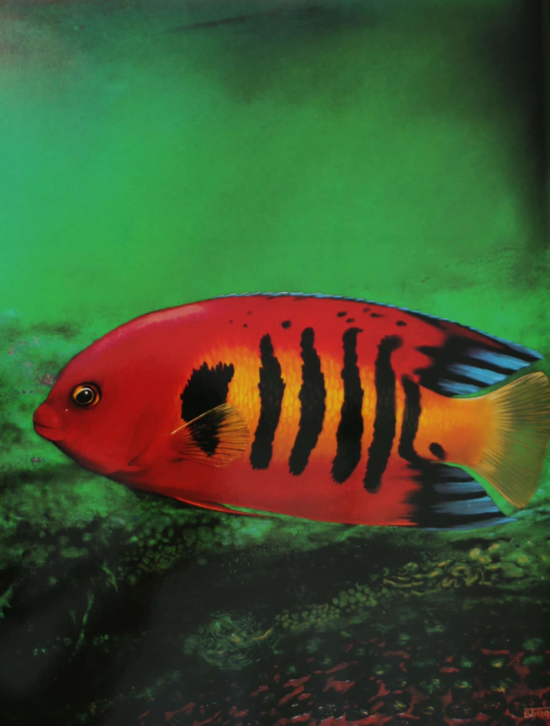 A red and black tropical fish against deep green water