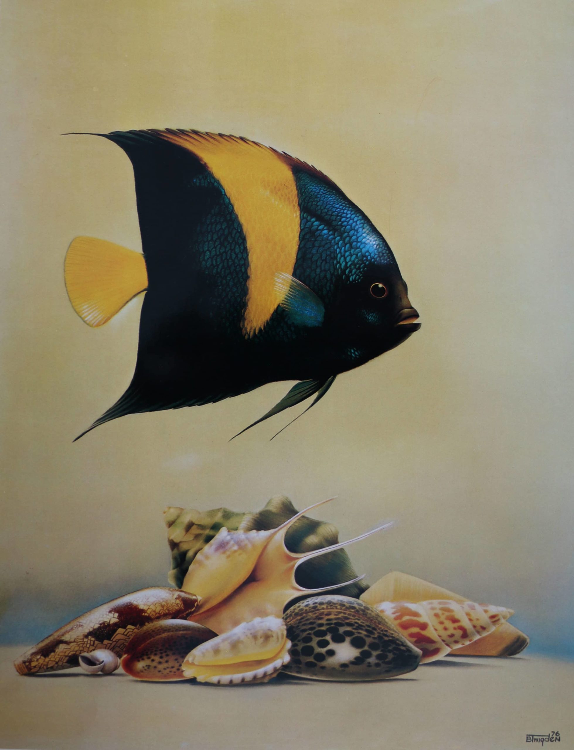 A striped tropical fish above shells on a pale ground