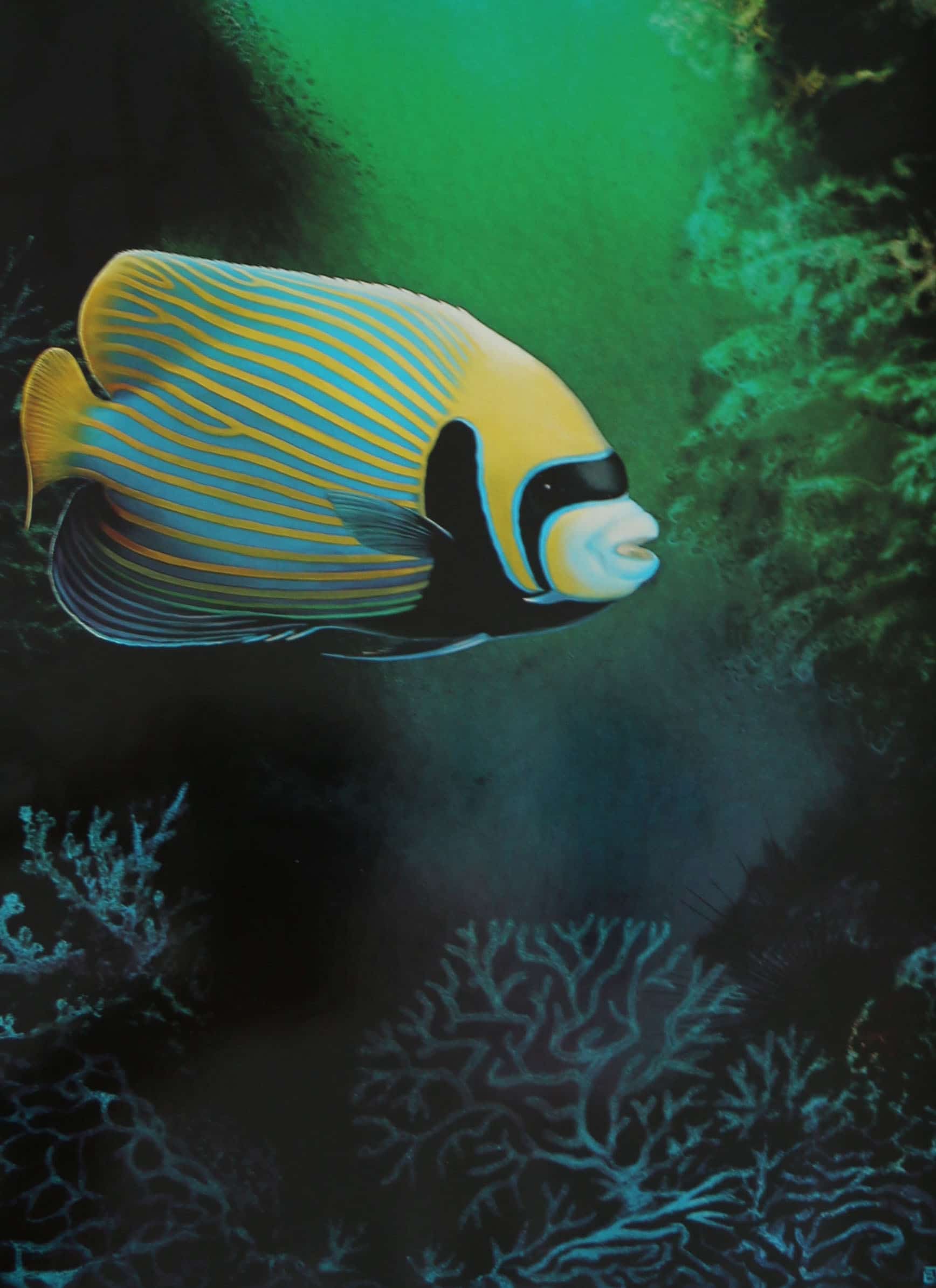 A blue, black and yellow reef fish above coral