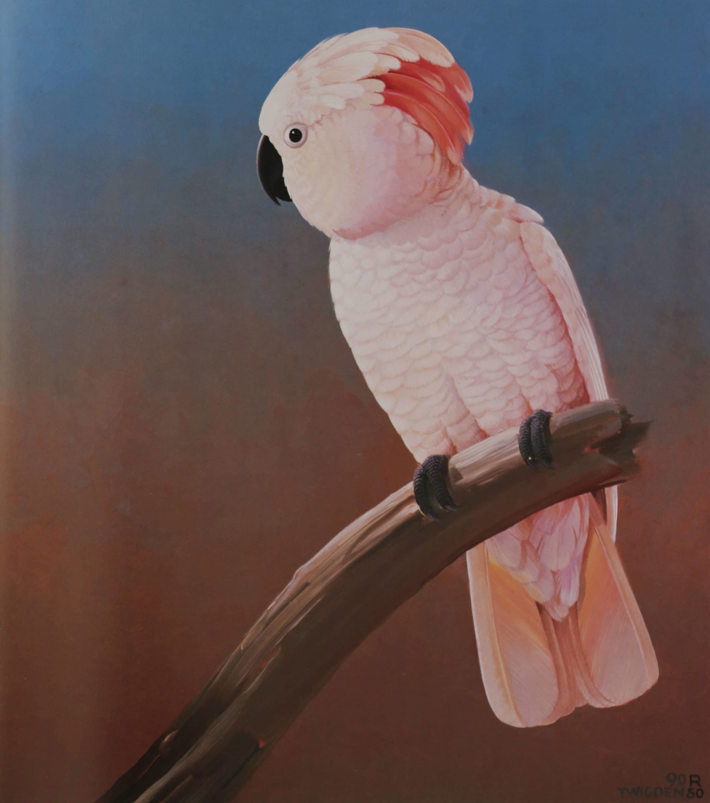 A white and salmon-pink cockatoo on a curving branch