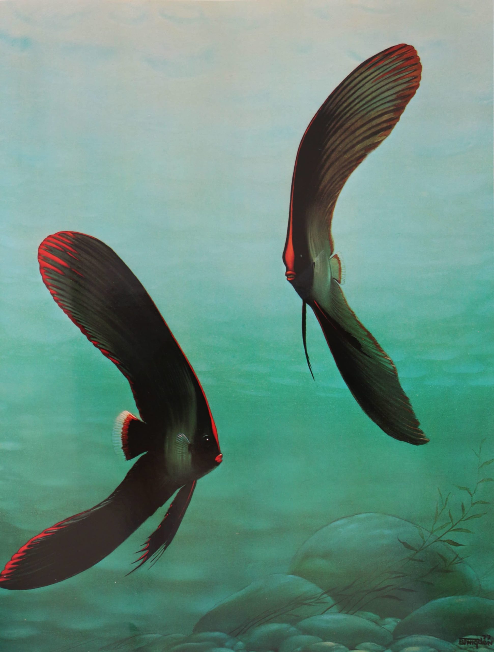 Dark marine forms moving through turquoise water