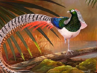A long-tailed pheasant walking through forest foliage