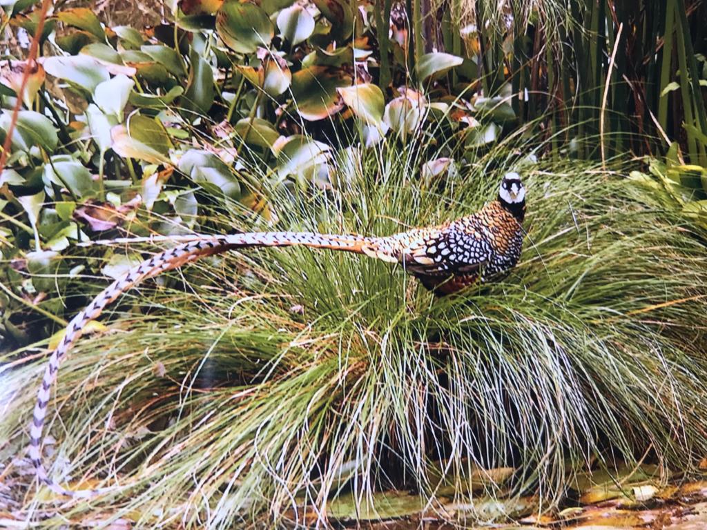 A Reeves's pheasant among ornamental grasses at Whitford Bird Garden